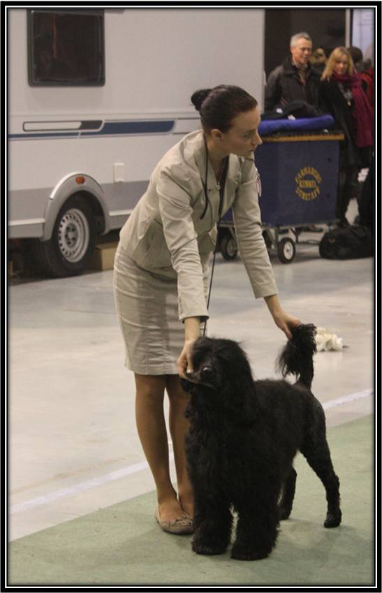 Dragongårdens Kennel